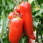 Tomate andine cornue bio 1kg.