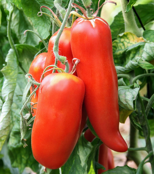 andine cornue Tomate andine cornue bio 1kg.