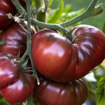 Tomate noir de Crimée bio 1kg