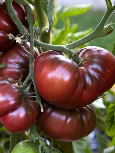 noir de crimée Tomate noir de Crimée bio 1kg