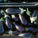 Aubergine noire 0.5kg