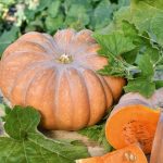 courge muscade 1.5kg